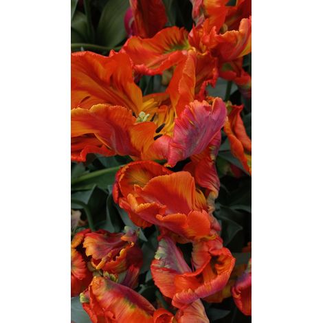 6 bulbes de Tulipe Rococo 11/12 - rouge flammé de jaune, fleur perroquet (1/4)