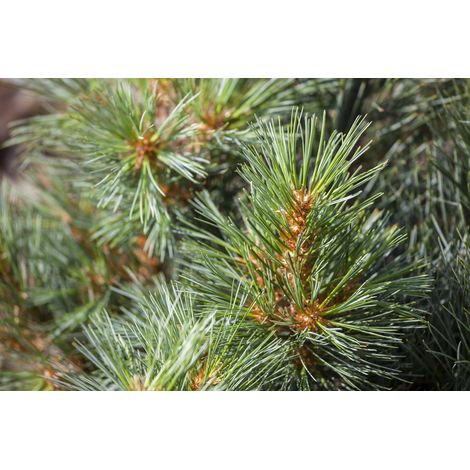 Seidenkiefer 'Macopin' Pinus strobus 'Macopin' C 4 25- 30