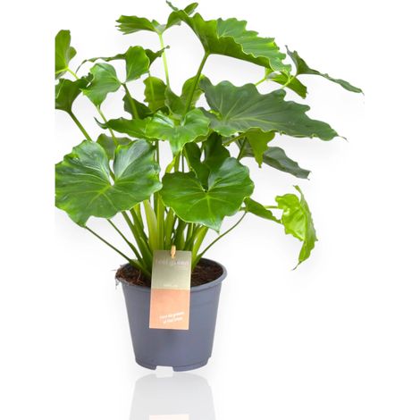 Gardenaria Philodendron bipinnatifidum 'Shangri-la' - Pianta da interno ornamentale - Altezza: 35 cm (vaso 14) (1/5)