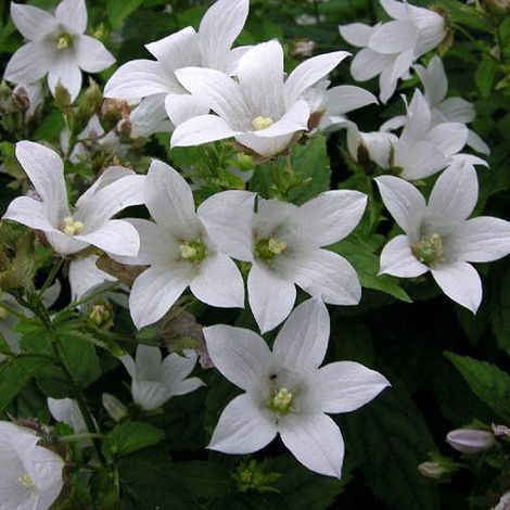 4 x Campanule - Campanula carpatica 'Weisse Clips' - godet 9x9