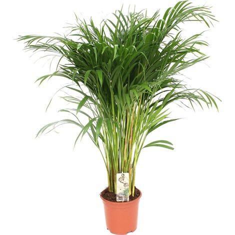 Palmier Areca Dypsis Lutescens Plante d'Intérieur Décorative Pot Ø 21 cm Hauteur 110 cm - PANGIVO