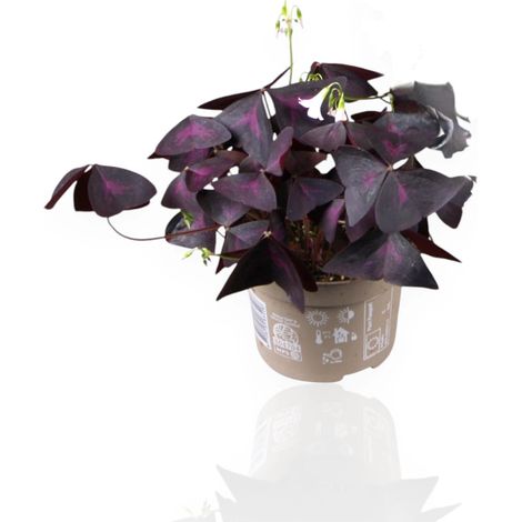 Gardenaria Oxalis triangularis 'Mijke' - Pianta da interno ornamentale - Altezza: 20 cm (vaso 12) (1/4)
