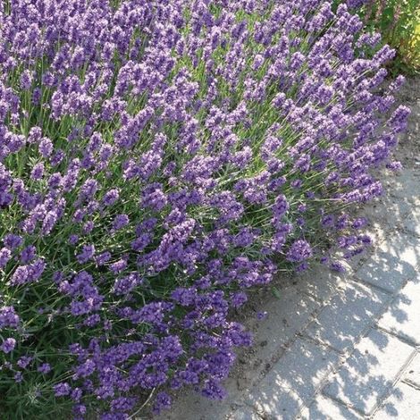 plants de lavande naine bleue (Lavandula angustifolia 'Dwarf Blue') en pot de 9 x 9 cm, d'une hauteur de 5 à 10 cm. (1/5)
