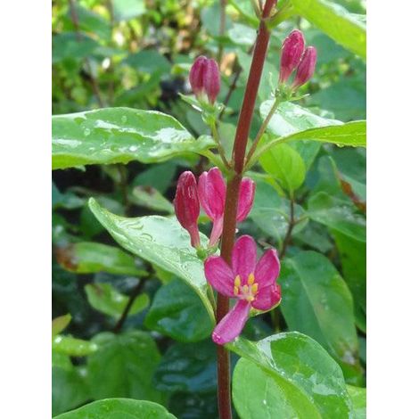 Chèvrefeuille de Tartarie 'Hack's Red' Pot de 3L/4L