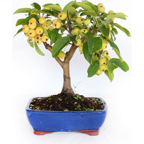 Bonsai Malus 'Evereste' - Bonsai Giapponese - H 25-35 cm Vaso in Ceramica Ø 21 cm (1/3)