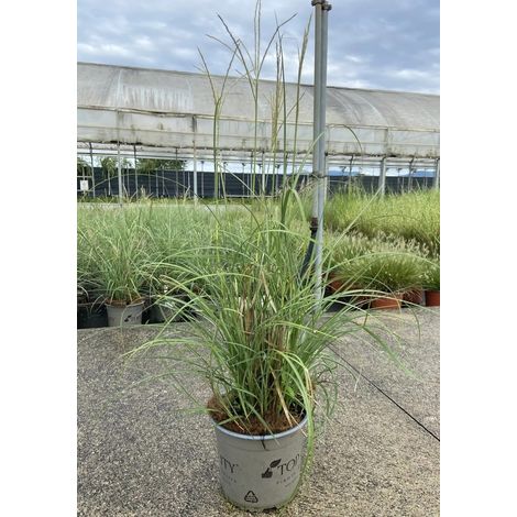Gardenaria Miscanthus sinensis 'Adagio' - Graminacea ornamentale da esterno - Altezza: 60 cm (vaso 17)
