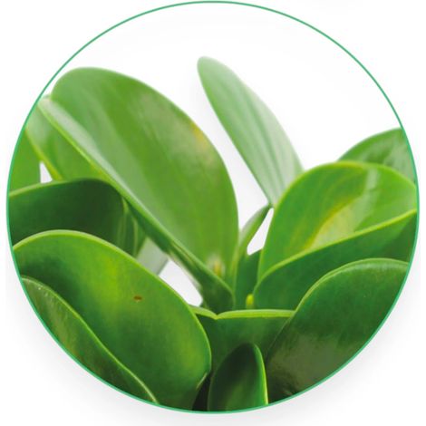 Gardenaria Peperomia obtusifolia 'Green gold' - Pianta da interno ornamentale - Altezza: 25 cm (vaso 15) (1/5)