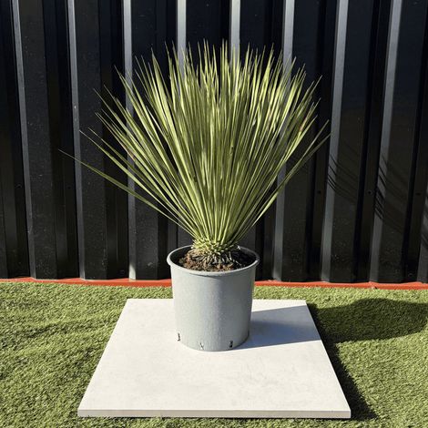 Yucca Rostrata Hauteur 60 Cm Pot 10 Litres (1/2)