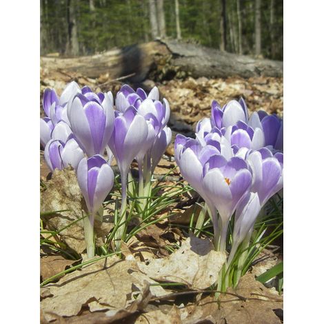 Crocus Mamouth 'Vanguard' Bulbe calibre 8+ (par 30) (1/2)