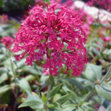 6 x Centranthus Ruber 'Coccineus' - Valériane rouge en pot de 9 x 9 cm (1/4)