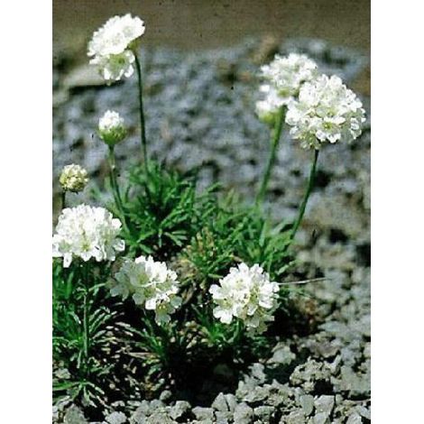 Gazon d'Espagne, Armérie maritime 'Alba' Godet de 8/9 cm (1/4)