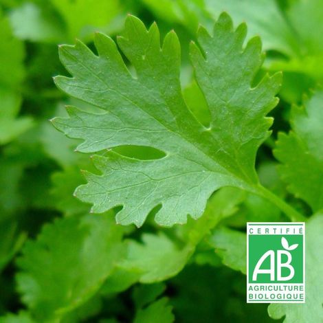 Graines de Persil Géant D'Italie BIO