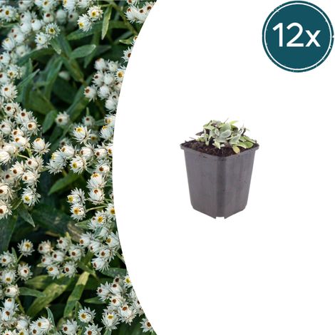 Lot de 12 Anaphalis triplinervis - Plante Vivace Couvre-sol Argentée - ↕10-25 cm - Pot Ø 9 cm - PANGIVO (1/5)