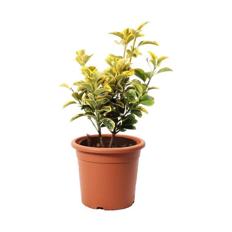 Evonimo "Euonymus japonicus" pianta da siepe sempreverde in vaso Ă¸19 cm FOTO REALI - Select 1: Aureus (1/5)