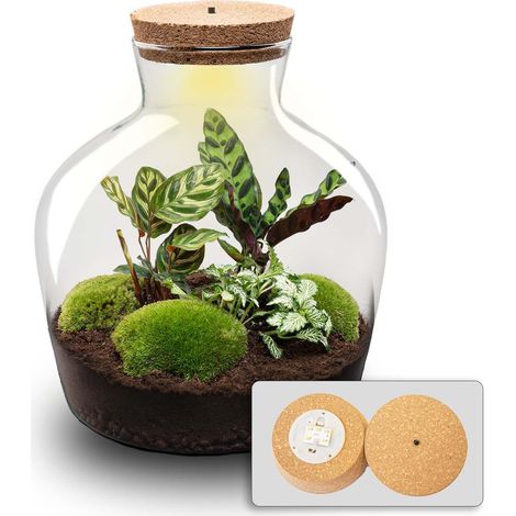 Terrarium de Plantes DIY avec Éclairage LED Écosystème Autonome Ø 29 x 30 cm - PANGIVO (1/5)