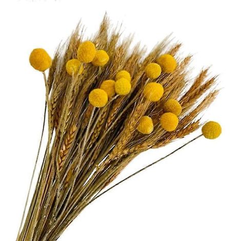 100 tiges de blé séchées pour la décoration et 15 boules jaunes décoratives, pour l'automne. (1/5)