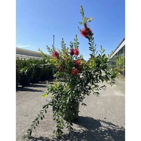 Gardenaria Callistemon Laevis - Arbusto ornamentale da giardino - Altezza: 100/120 cm (vaso20) (1/5)