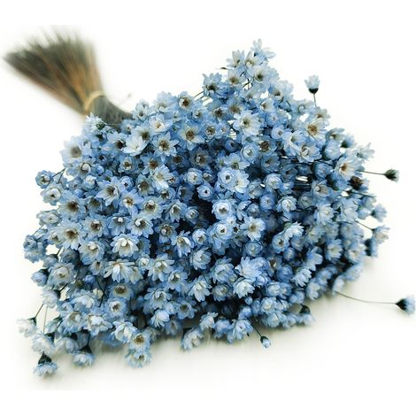 Getrocknete Glixia (Glycine comanthera) – Blau (1/5)