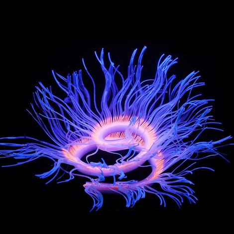 Décoration d'Aquarium en Silicone Corail Artificiel Anémone Marine Plante Aquatique Imitation 50CM Bleu - AUTRES (1/5)