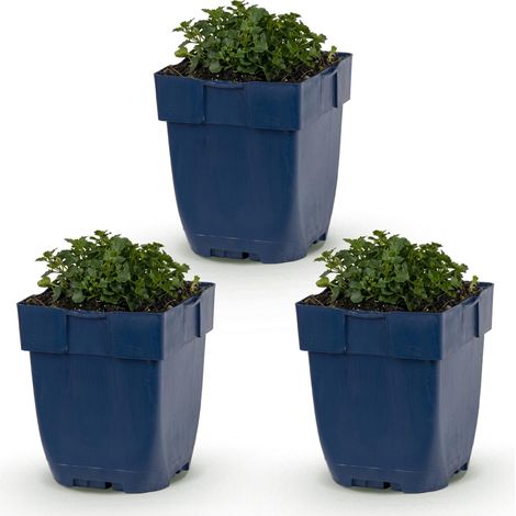 Campanule Portenschlagiana Vivace Couvre-sol Fleurs Roses - Lot de 3 - Pot 11 cm - PANGIVO (1/5)