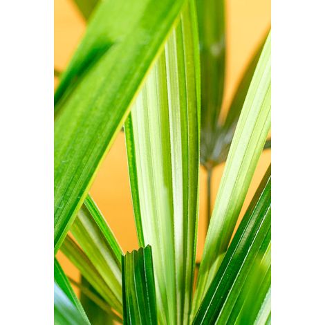 Rhapis excelsa – Palma Sempreverde Elegante Cespuglio 20