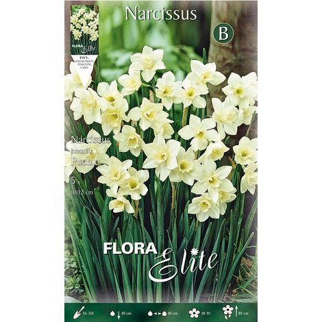 NARCISO JONQUILLA PUEBLO FRAGRANT CONFEZIONE DA 5 BULBI AUTUNNALI BULBS