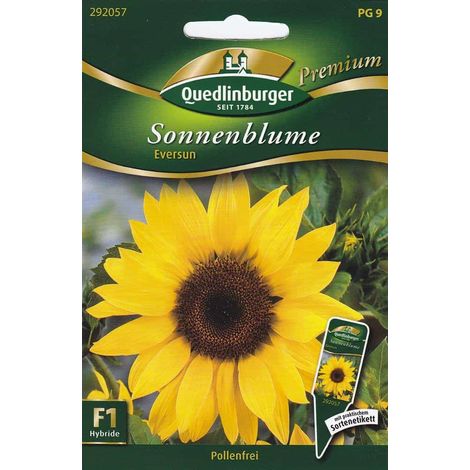 Quedlinburger Sonnenblume Eversun - Blumensamen (1/2)