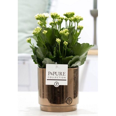 Kalanchoe White Plante Fleurie d'Intérieur avec Pot en Céramique Doré Bronze Ø12cm 27cm - PANGIVO