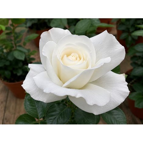 Gardenaria Rosa 'Cosmos' - Meilland - Rosa da giardino - Altezza: 30/40 cm (vaso22) (1/2)