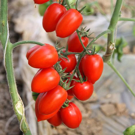 Tomates Cerises Red Saint – 2 sachets Graines de légumes 100 graines par sachet pour plantation jardin et balcon (1/4)