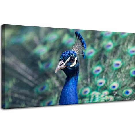 Leinwanddruck Tiere Bunter Pfau 120x60 cm Vogel Indischer Pfau