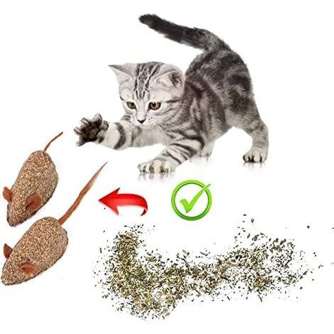 Cat Grass, Catnip for Cats, Snack or Toy for Cats, Natural Catnip - Gently Dried Catnip and Kitten Plant (1/4)