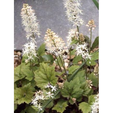 Tiarelle cordifoliée 'Moorgrun' Godet de 8/9 cm (1/3)