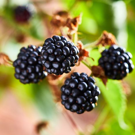 Mûrier Loch Ness' - Rubus fruticosus Loch Ness' 50/60cm (1/2)