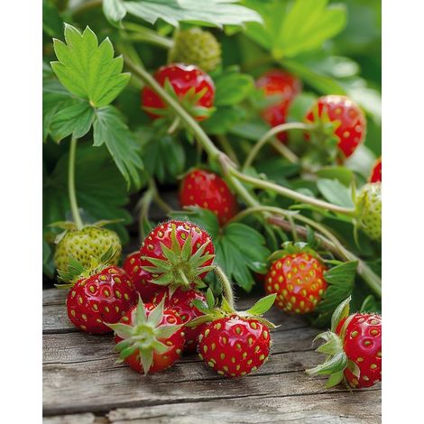 5 sachets - Graines de fraisiers sauvages Baron Von Solemacher (Fragaria vesca) vivace (1/3)