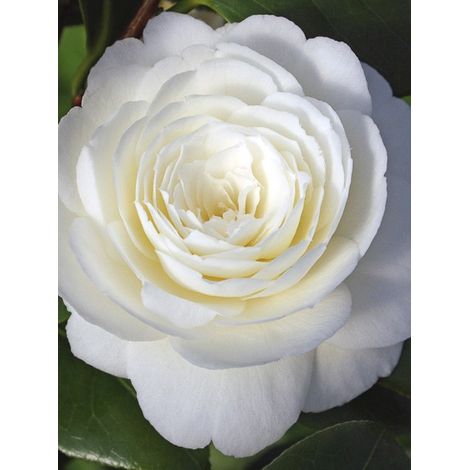 Camélia 'Dahlonega' Pot de 4L/5L