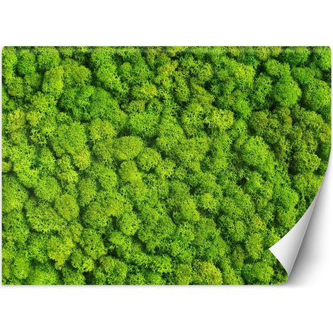 Papier peint mousse de charançon - 150 x 105 cm (1/4)