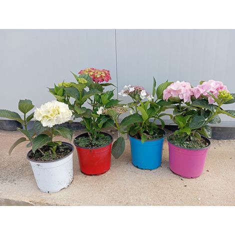 Hortensia Hydrangea Macrophylla Mix Couleurs Pot 18 cm Plante à Fleurs (1/5)