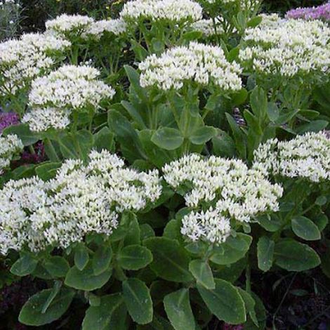 4 x Orpin remarquable  - Sedum spectabile 'Stardust'  - godet
