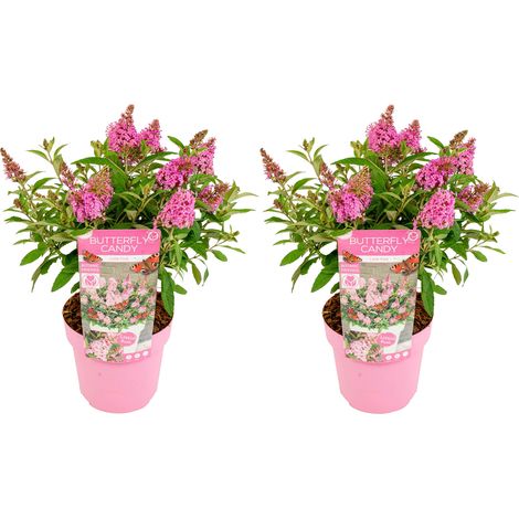 Bloomique – Lot de 2 – Buddleja Butterfly Little Pink – Arbre à papillons – Plantes de jardin – Rustique – 30-40 cm de haut – Pot 19 cm (1/5)