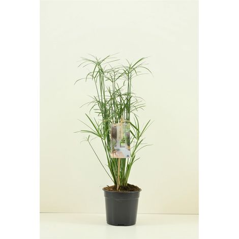 Cyperus alternifolius  Usine de papyrus  En pot de 9CM (1/2)