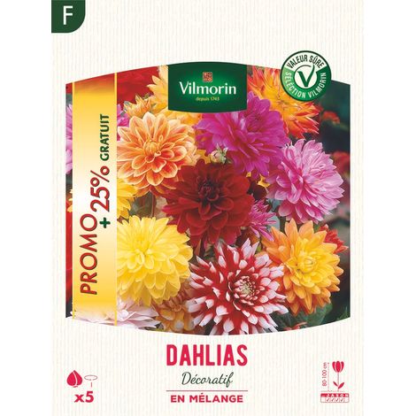 Dahlia décoratif en Mélange (x5) Vilmorin
