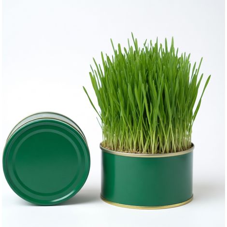 Kit d'herbe à chat à cultiver pâturage pot herbe à chat (1/5)