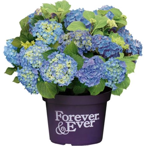 Hortensia Forever&Ever® Bleu, Hydrangea macrophylla/Pot de 12L - 50/60 cm