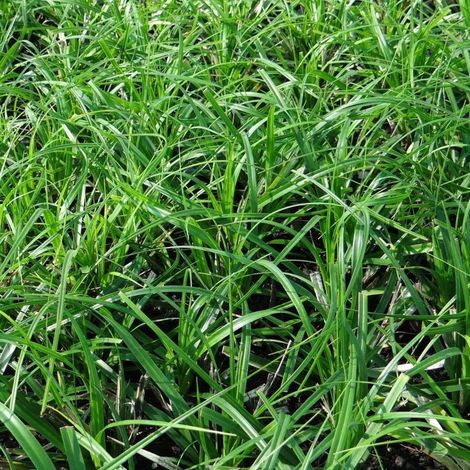 Laîche d'Oshima J.S. Greenwell, Carex/Godet - 5/20 cm