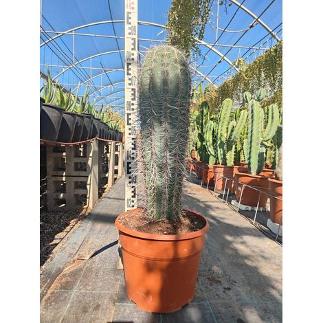 Cactus Géant Mexicain Pachycereus Pringlei Pot 25 cm Cactacée Colonnaire (1/5)