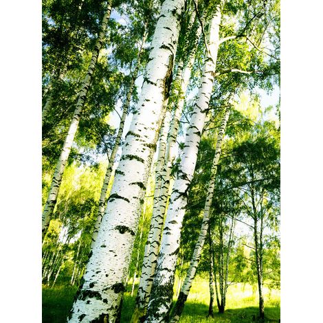 Papier peint panoramique forêt de bouleau | Tapisserie panoramique arbre vert & rayons du soleil | Papier peint panoramique nature cage d'escalier - 192 X 260 cm (4 pièces) (1/2)