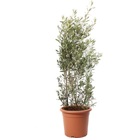 Olea Europaea - H 125-150 cm Vaso da Coltura Ø 30 cm (1/3)