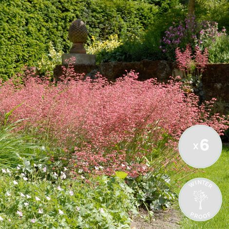 Bloomique - Lot de 6 - Heuchera Sanguinea 'Splendens' – Heuchère – Plantes de jardin – Rustique – Sans danger pour les animaux – Hauteur 10-20 cm – Pot 9x9 cm