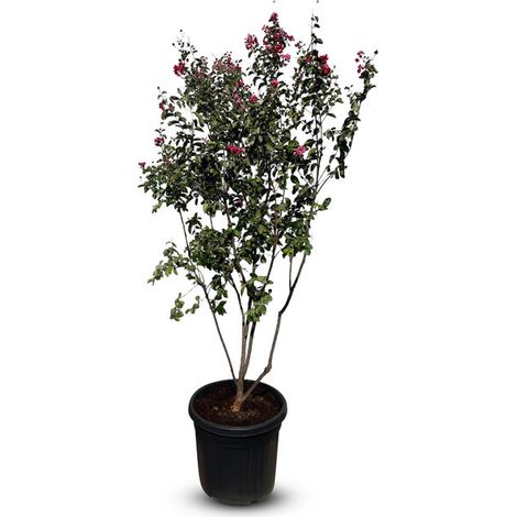 Lagerstroemia indica (lilas des Indes) – Multi-troncs – 200 cm –